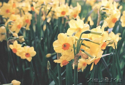 早安心语：不往前走，你将永远停留 (10)
