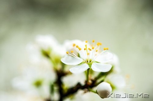 晚安心语：清澈不在远方，而在心底 (3)