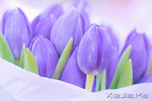 经典语录：只要适合自己，就是幸福 (3)