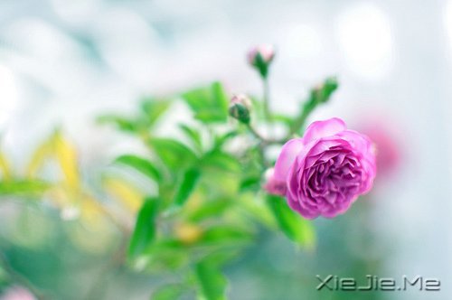 经典语录：只要适合自己，就是幸福 (4)