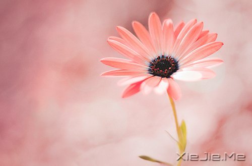 经典语录：只要适合自己，就是幸福 (12)